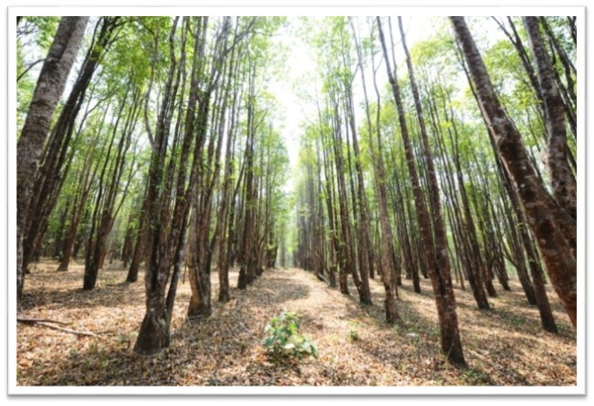 Sustainable, socially responsible and environmental investment opportunity (Agarwood)